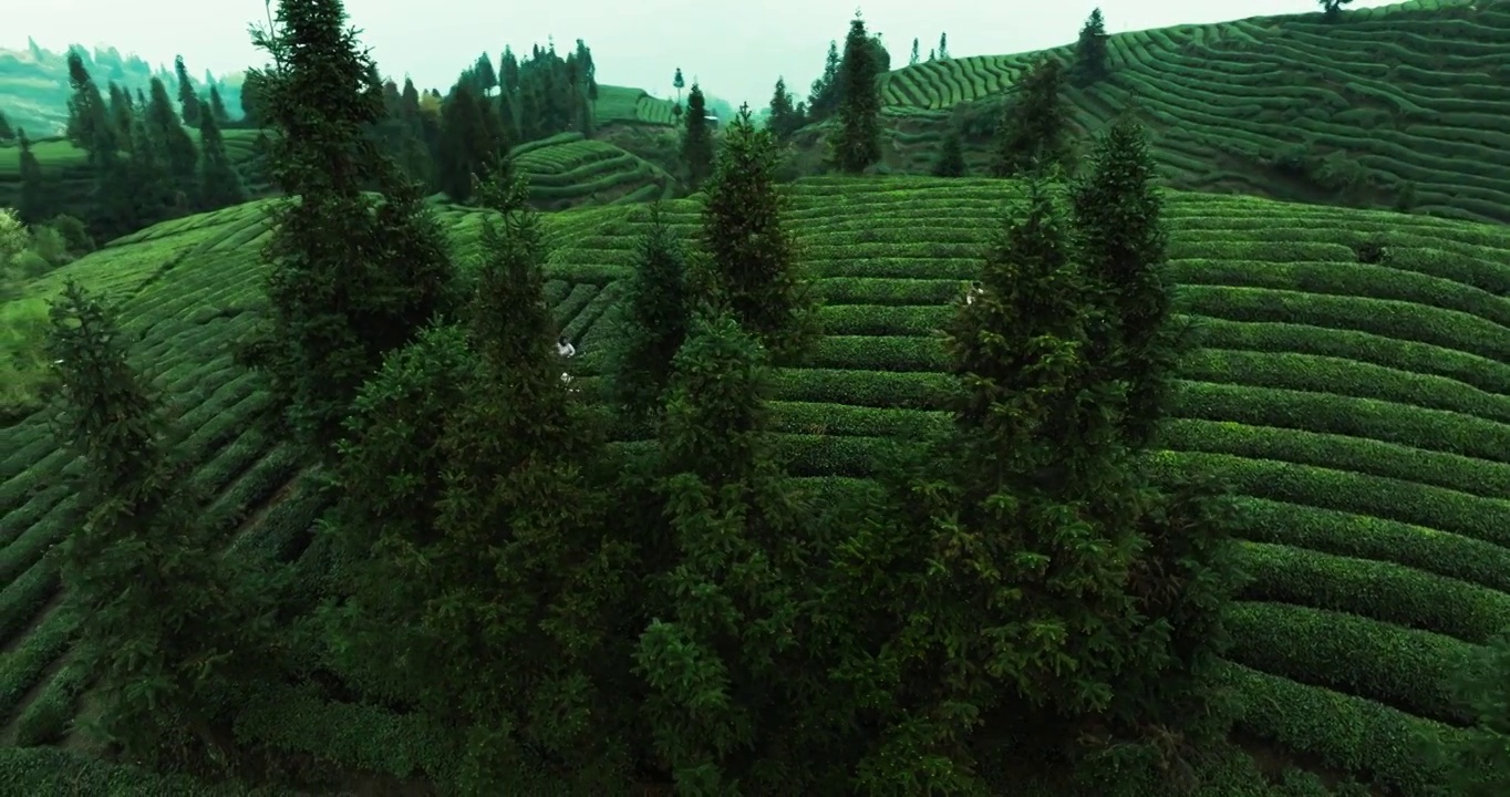 春天的茶山航拍风景茶叶采摘视频素材