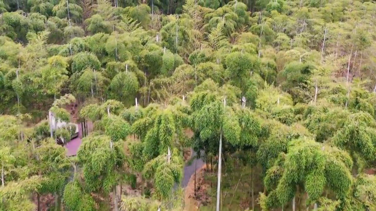 象月湖露营地的竹林视频素材