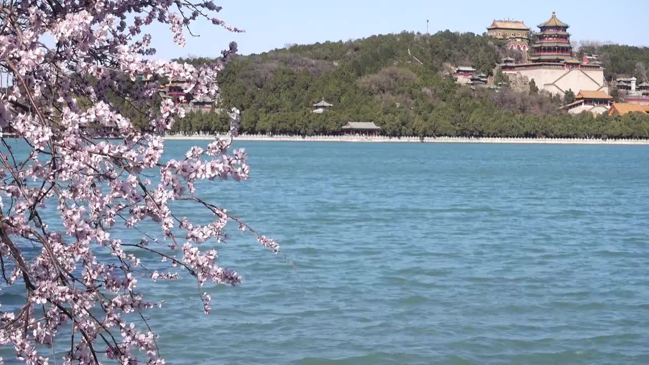 春天盛开的桃花和颐和园佛香阁视频下载