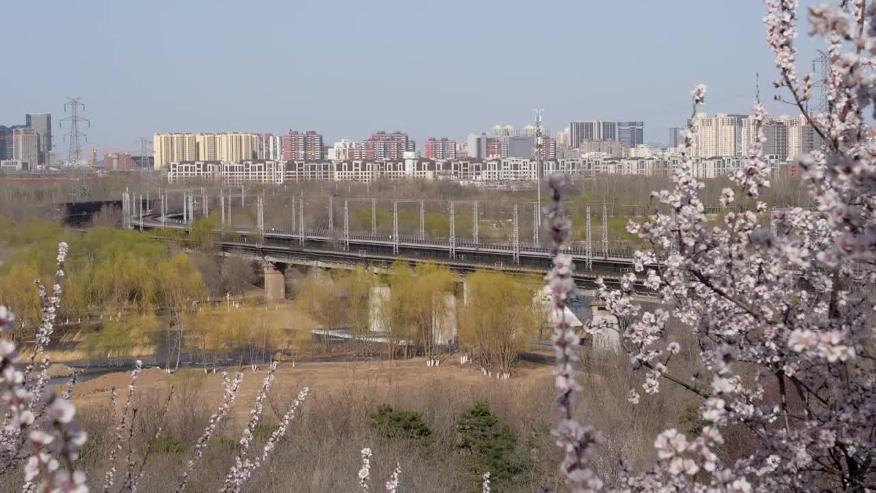 行驶在春天盛开的山桃花中的火车视频下载