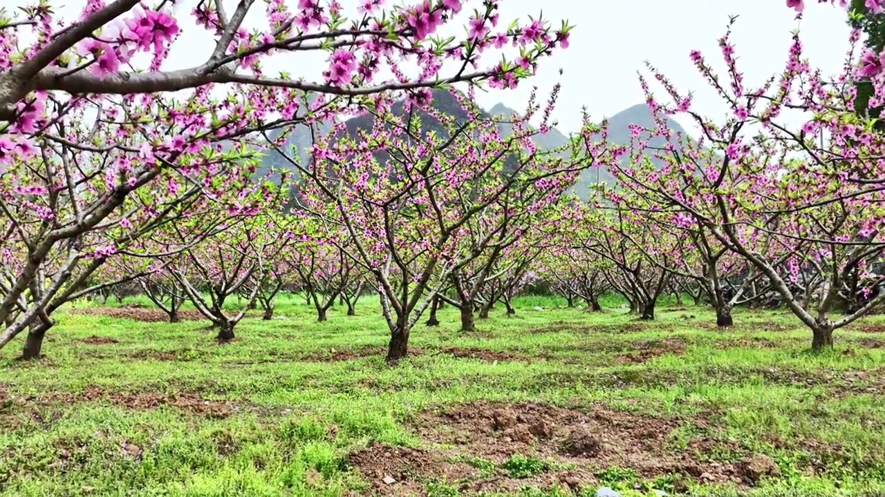 春天阳光下果园里盛开的桃花视频素材
