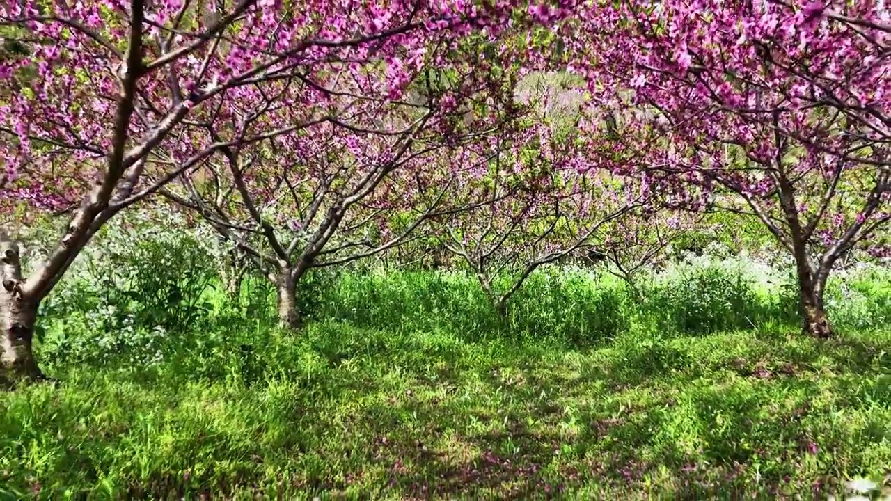 春天阳光下果园里盛开的桃花视频素材