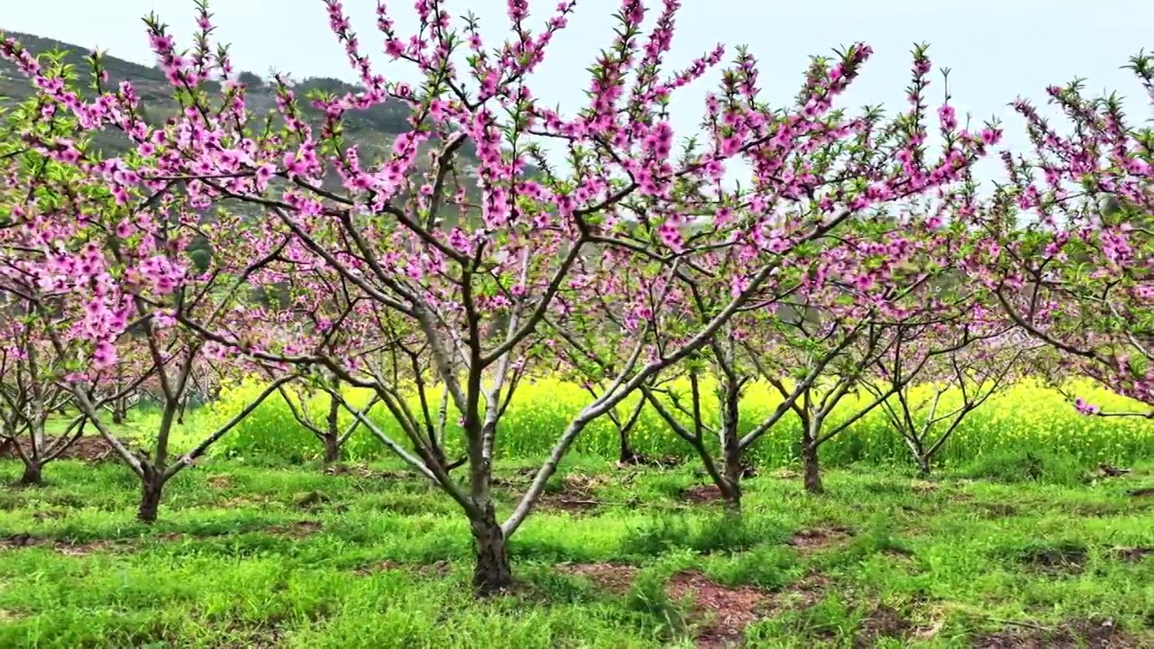 春天阳光下果园里盛开的桃花和油菜花视频素材