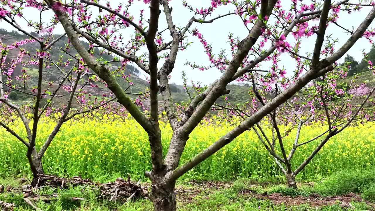 春天阳光下果园里盛开的桃花和油菜花视频素材
