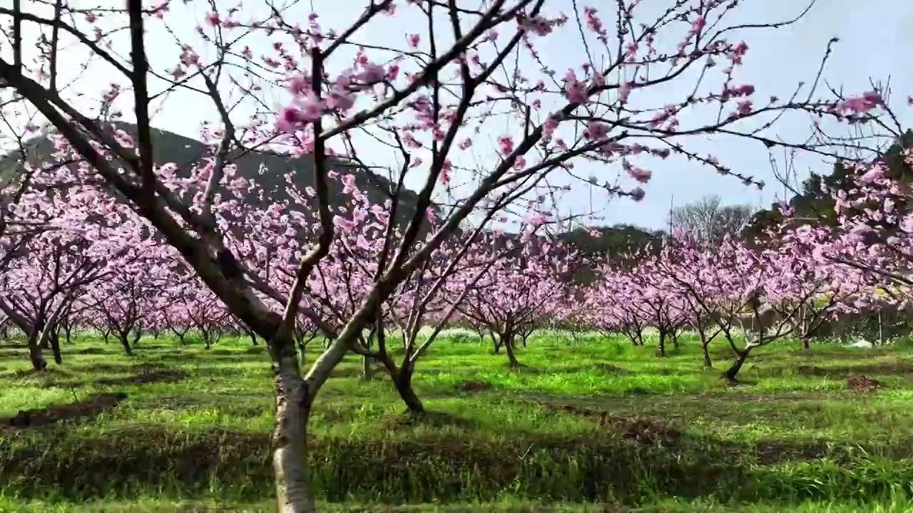 春天阳光下种植园里盛开的桃花视频素材