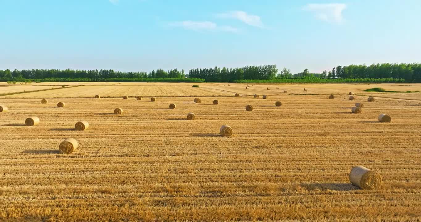 农田里收获后堆放的稻草捆视频下载