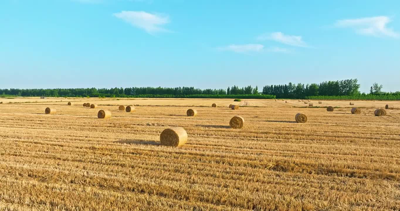 农田里收获后堆放的稻草捆视频下载