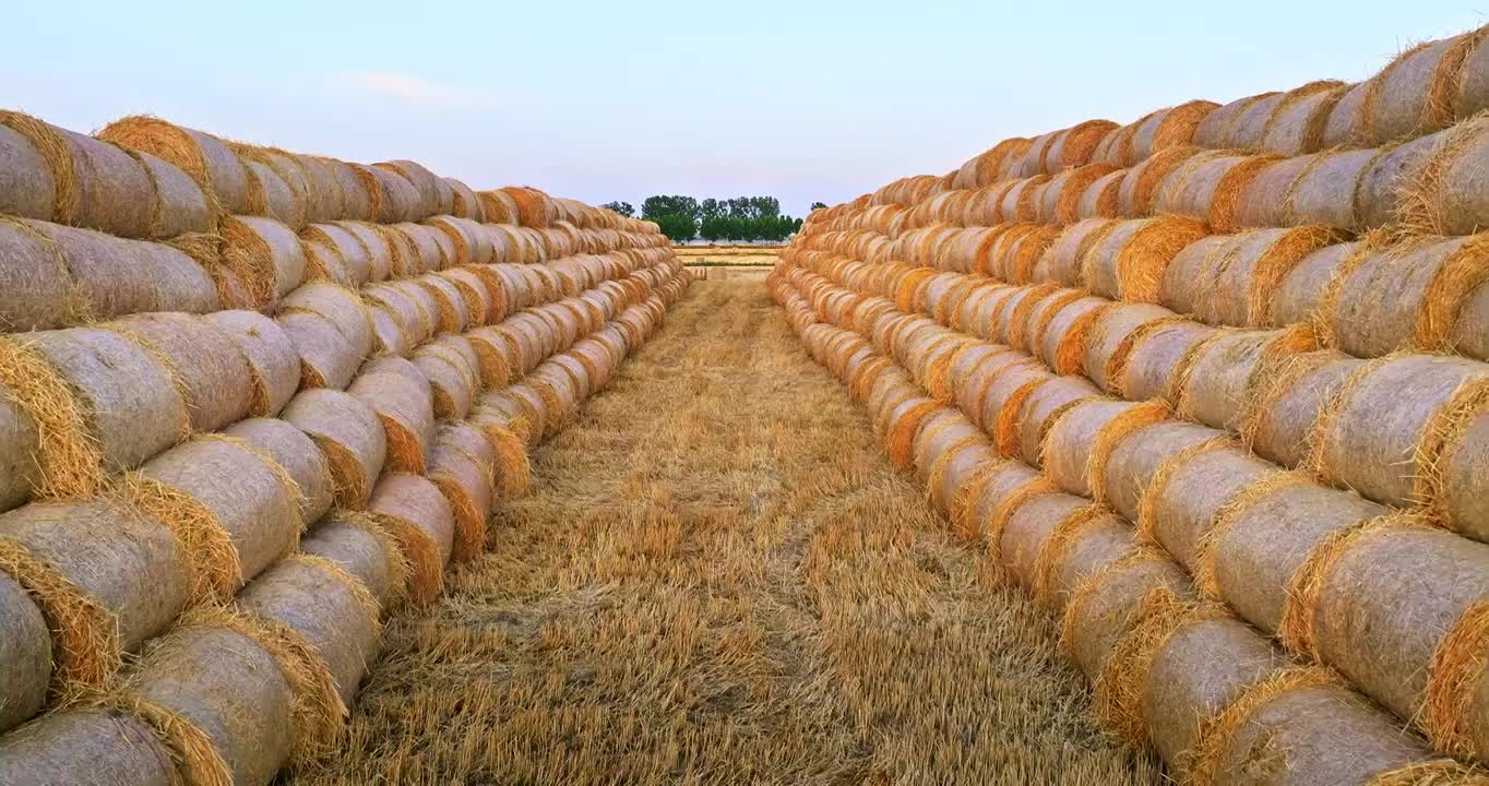 航拍农田里收获后堆放的稻草捆视频下载