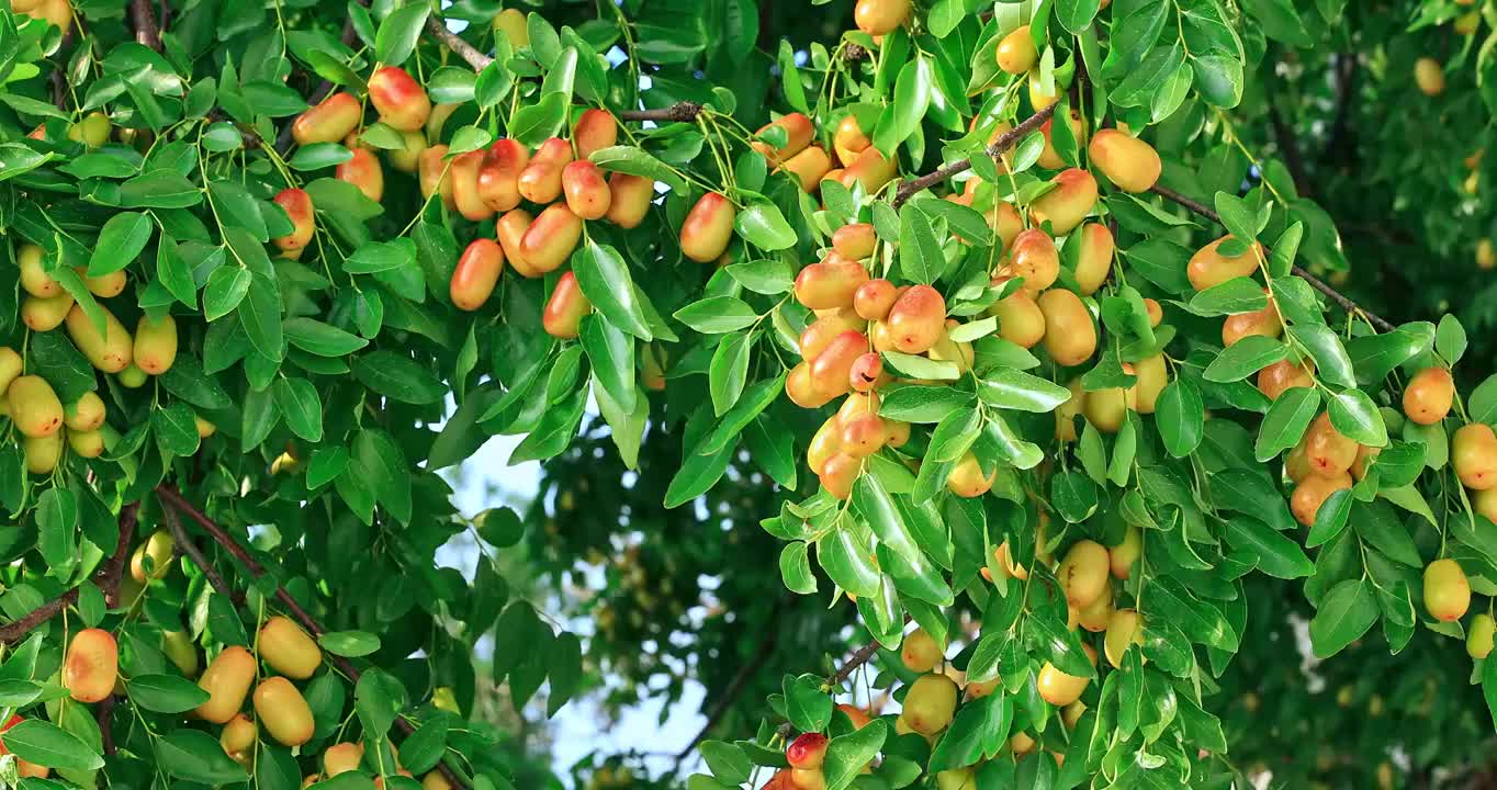 枣树上的成串的成熟枣子果实视频下载