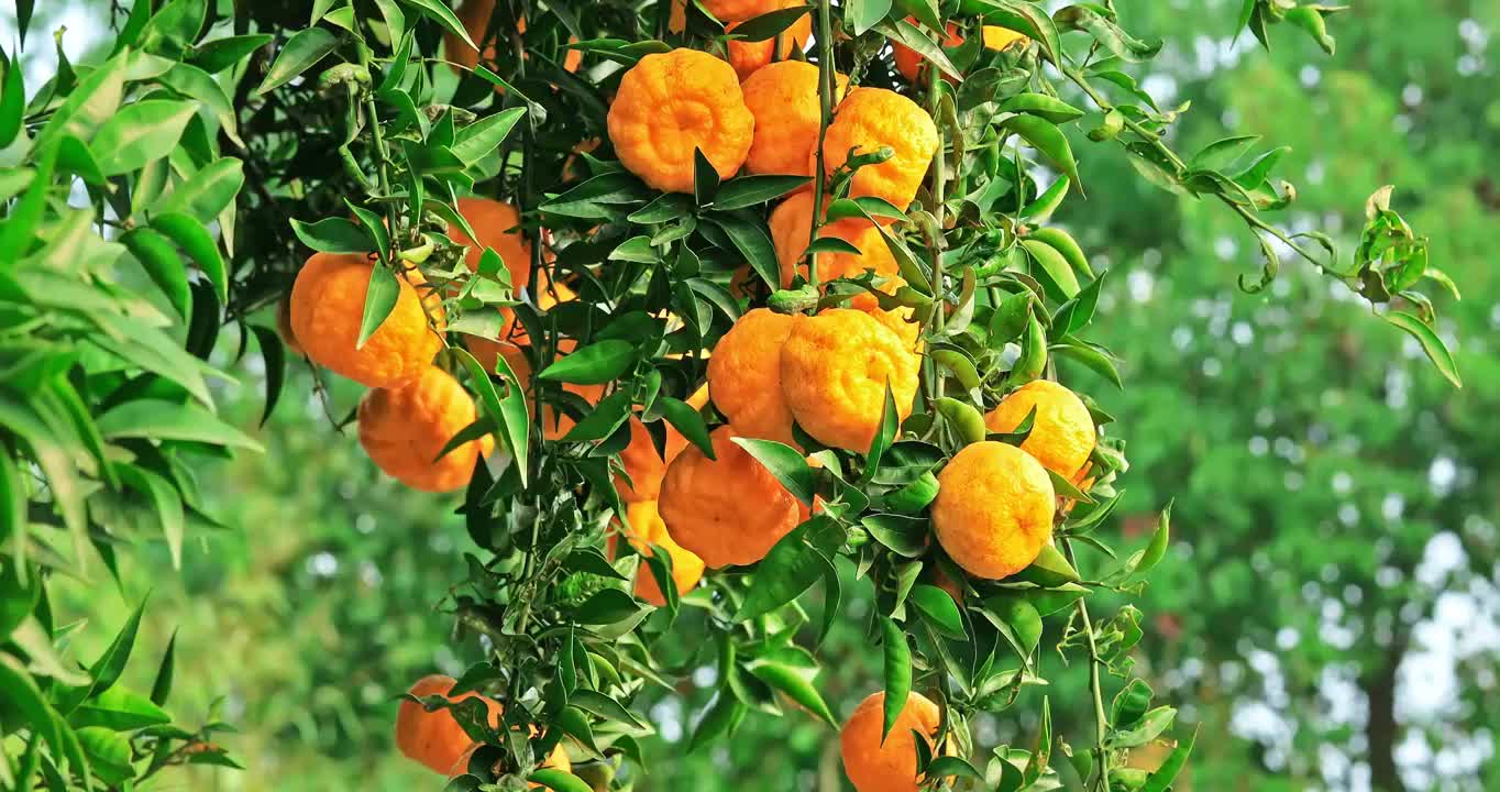 果树上成熟橘子随风摇摆视频下载