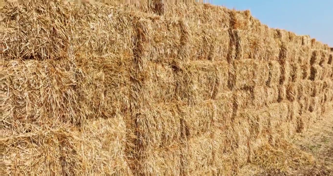小麦收获后堆放在农田里的稻草捆视频下载