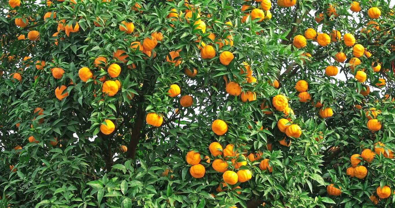 果树上成熟的橘子视频下载