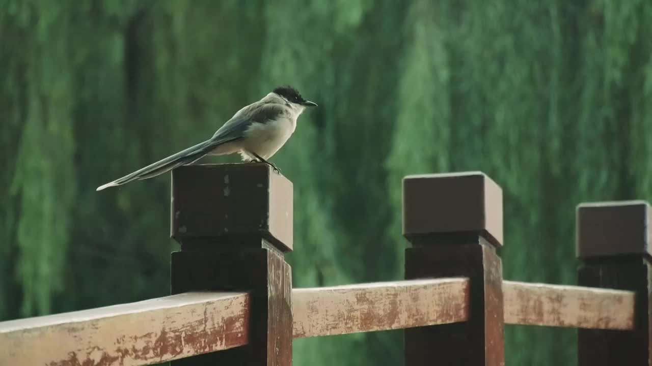 鸟慢动作4k（合集）视频下载