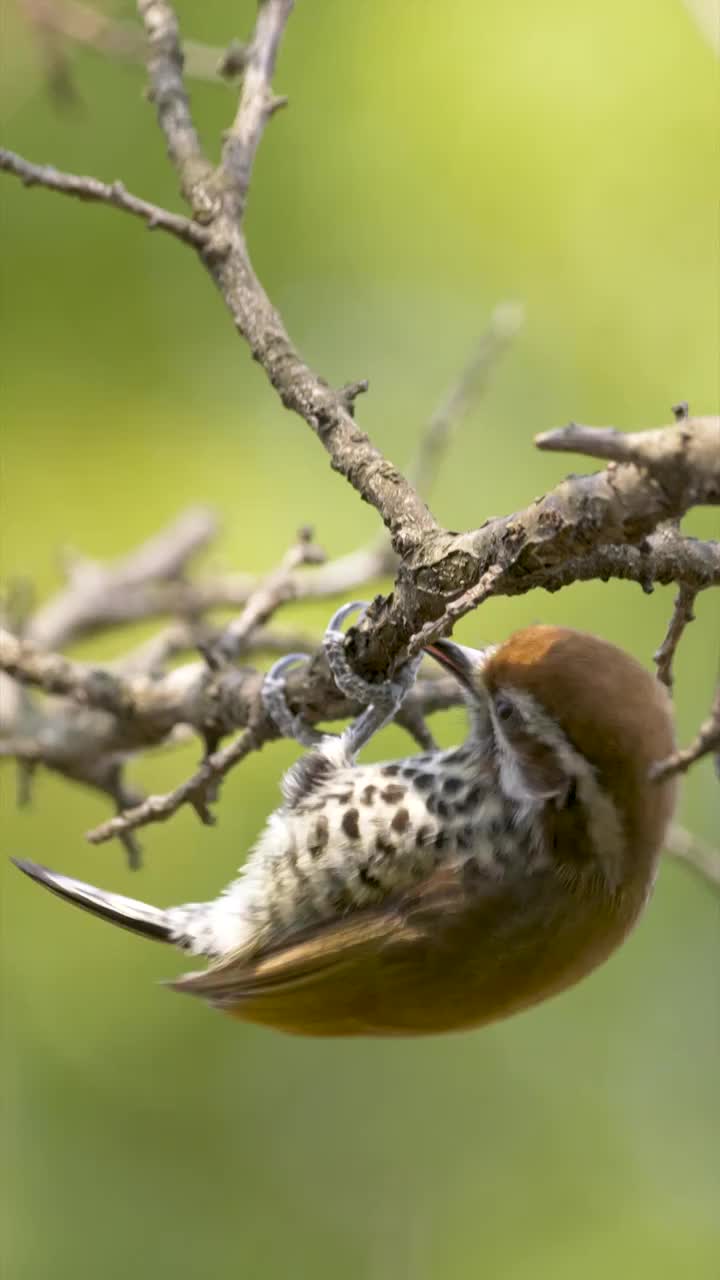 斑姬啄木鸟奋力啄树视频素材
