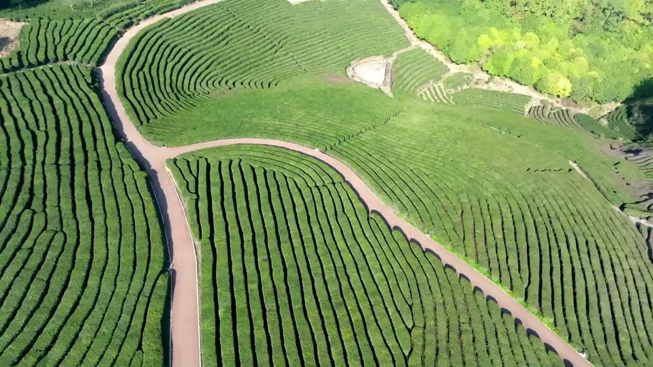 茶园农庄航拍视频素材