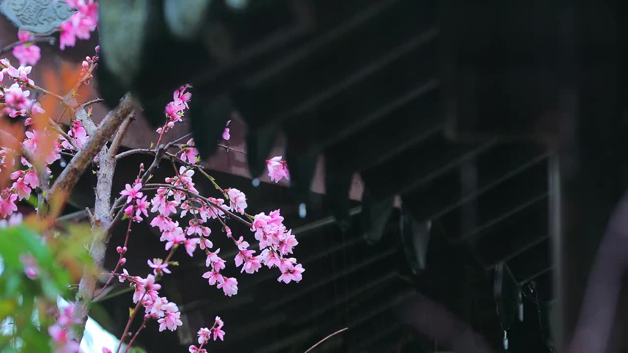 春天细雨里的江南视频素材