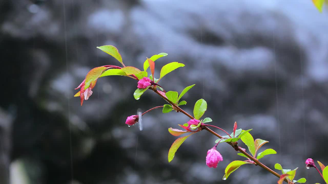 春天细雨里的江南视频素材