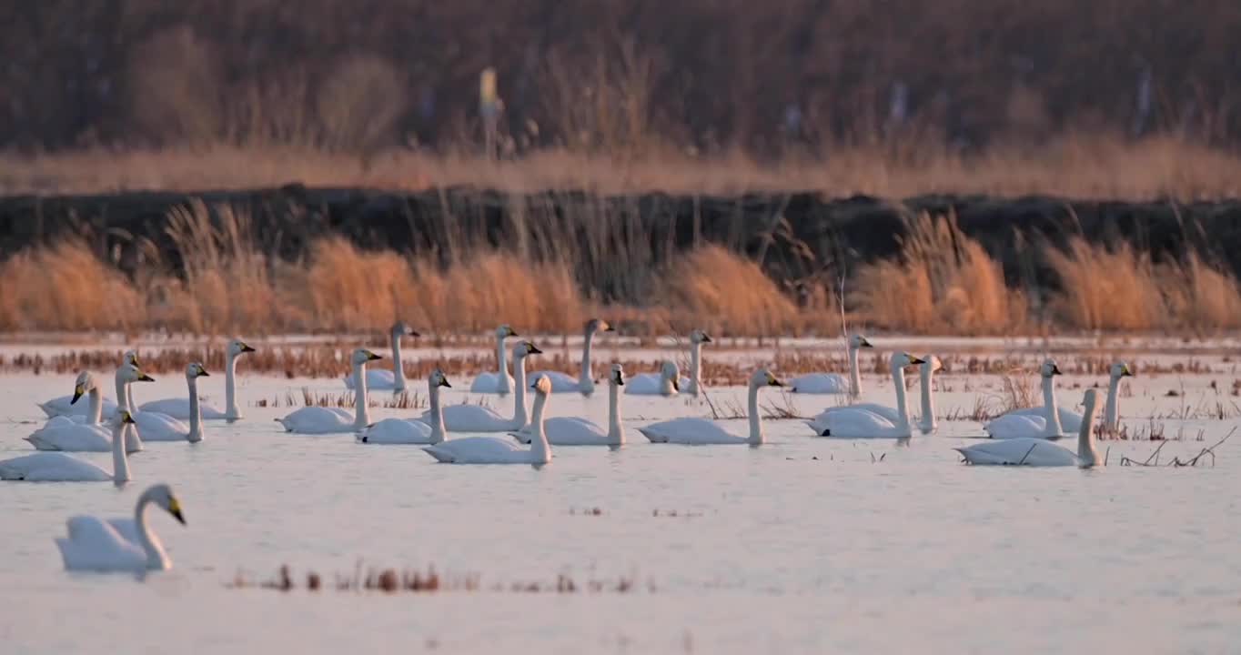 黑龙江鸡西：春天兴凯湖湿地中的天鹅视频下载
