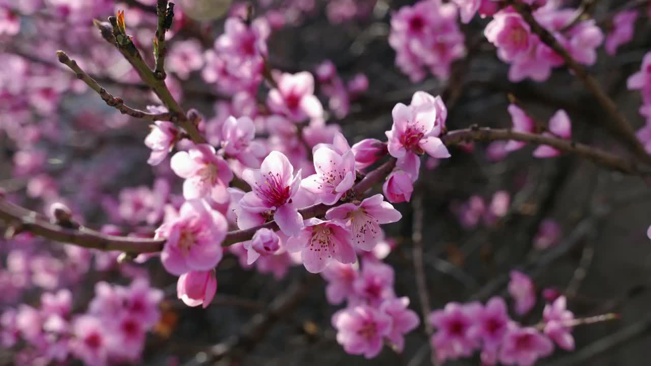 春天阳光下盛开的桃花视频下载
