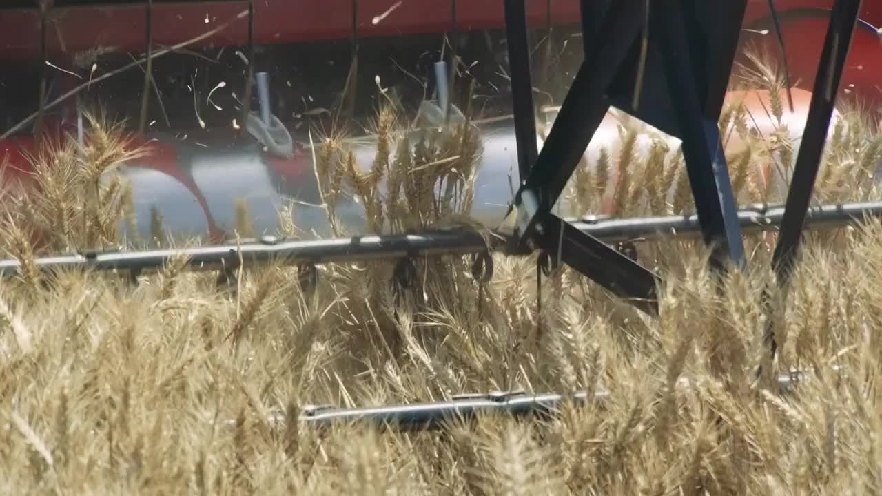 合集_麦田收割小麦4k慢动作（选编）视频购买