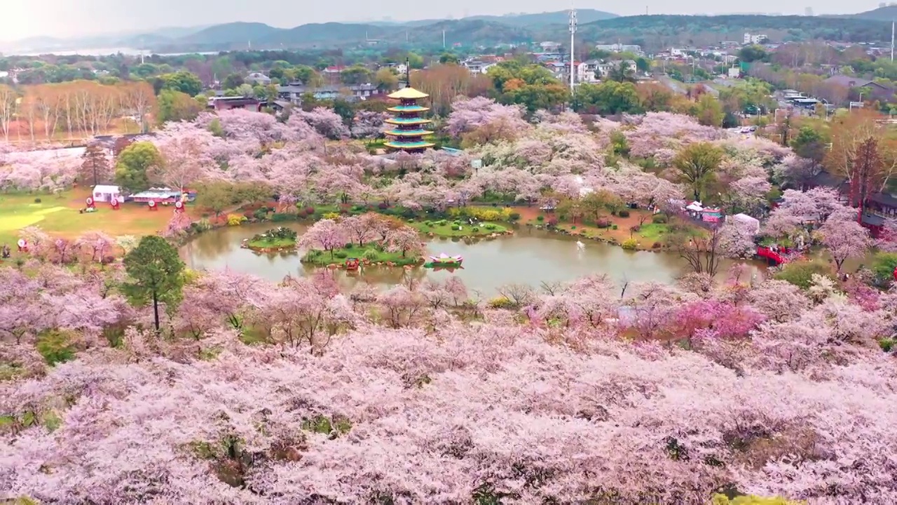航拍武汉东湖樱花园视频素材