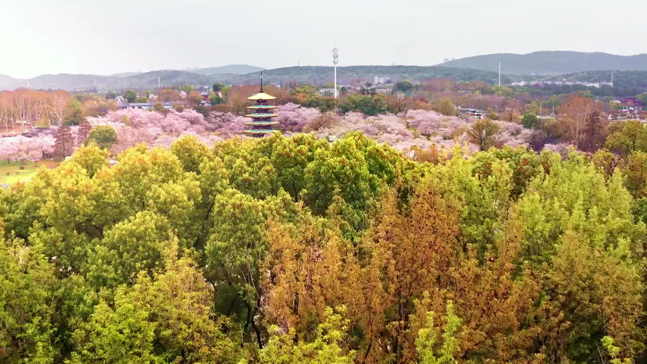 航拍武汉东湖樱花园视频素材