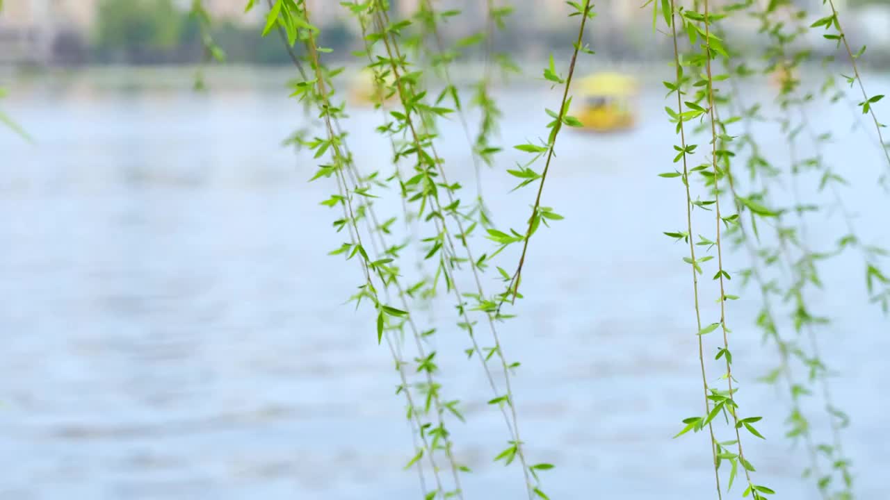 春天南京莫愁湖畔的柳枝视频素材