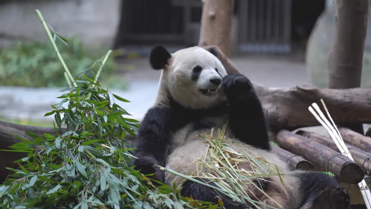 重庆动物园一只大熊猫在吃竹子视频素材