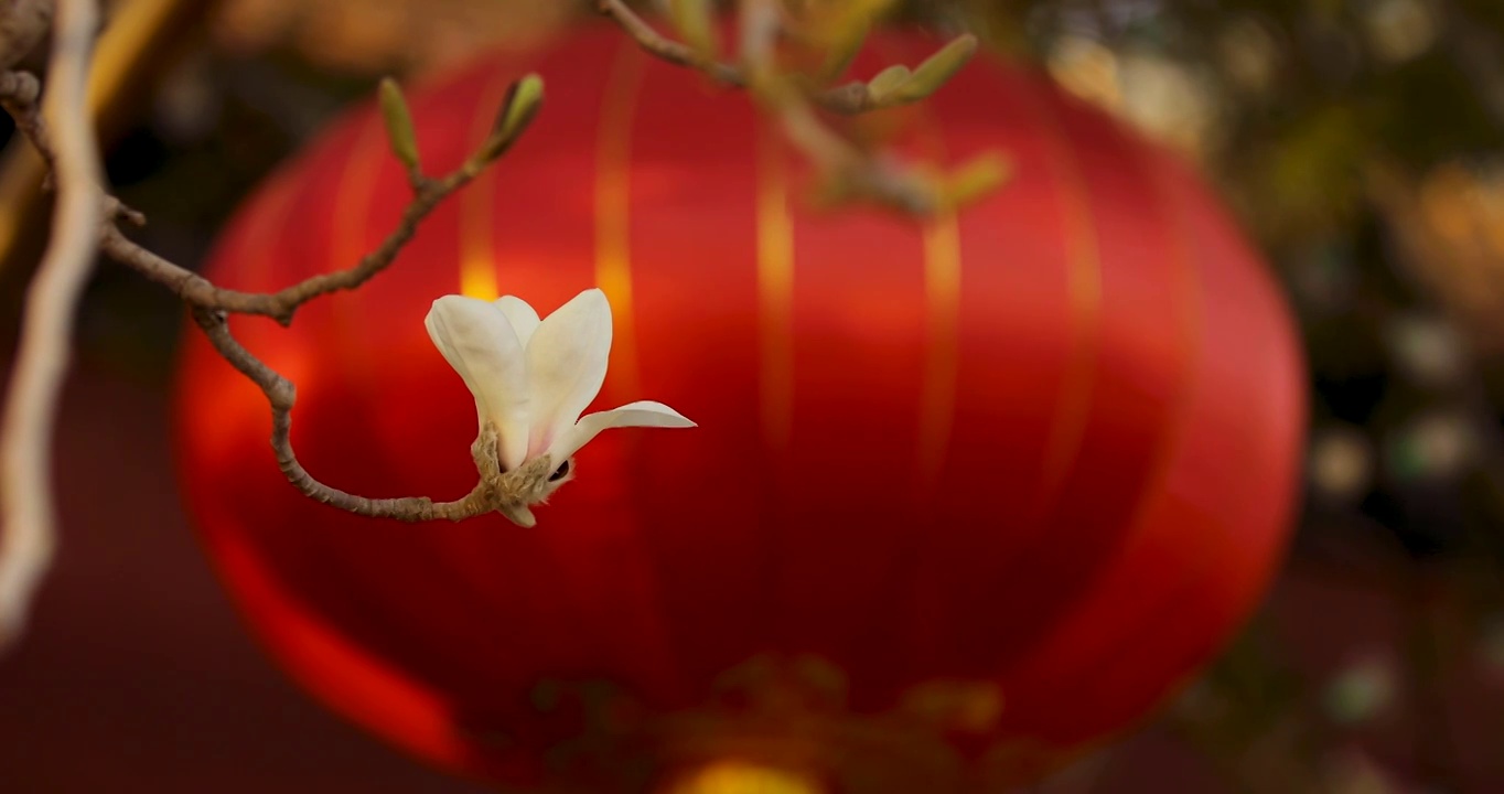 红墙灯笼背景中盛开的玉兰花视频下载