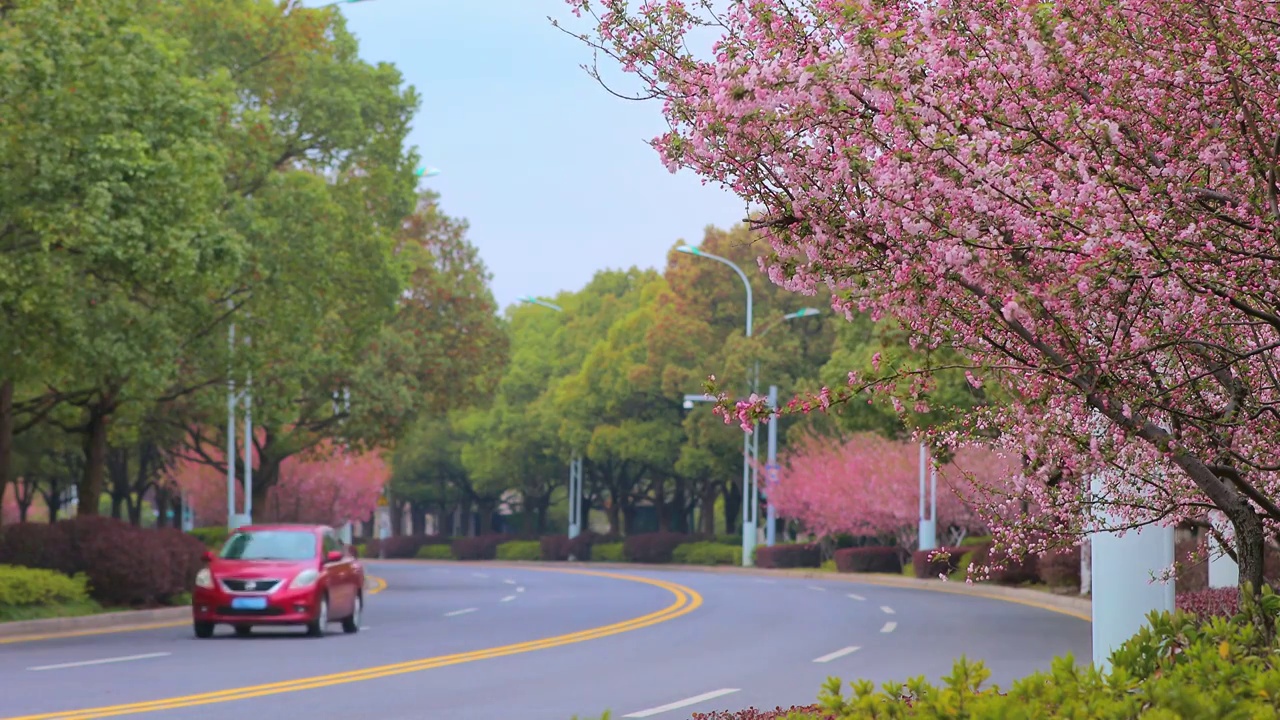 苏州园区春天的樱花路视频素材
