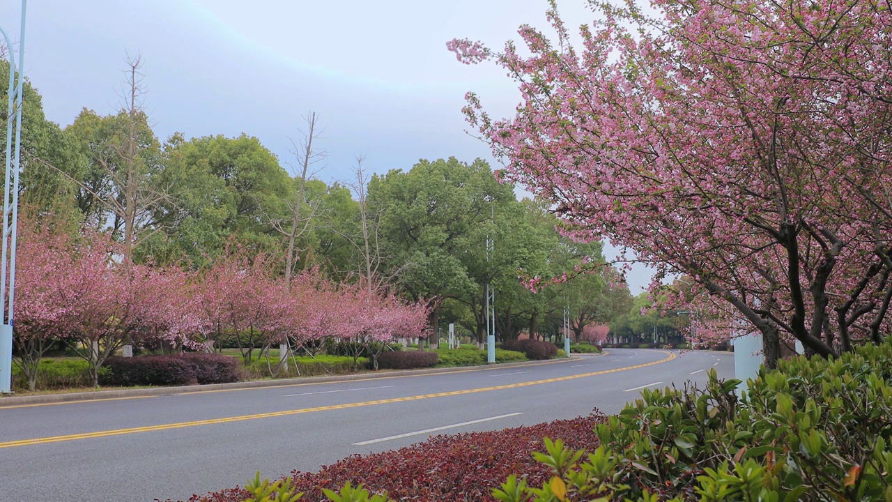 苏州园区春天的樱花路视频下载