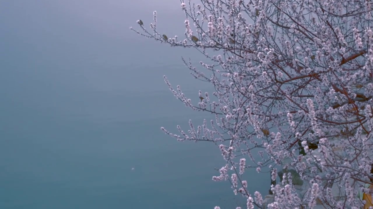 北京颐和园春天西堤桃花盛开视频素材