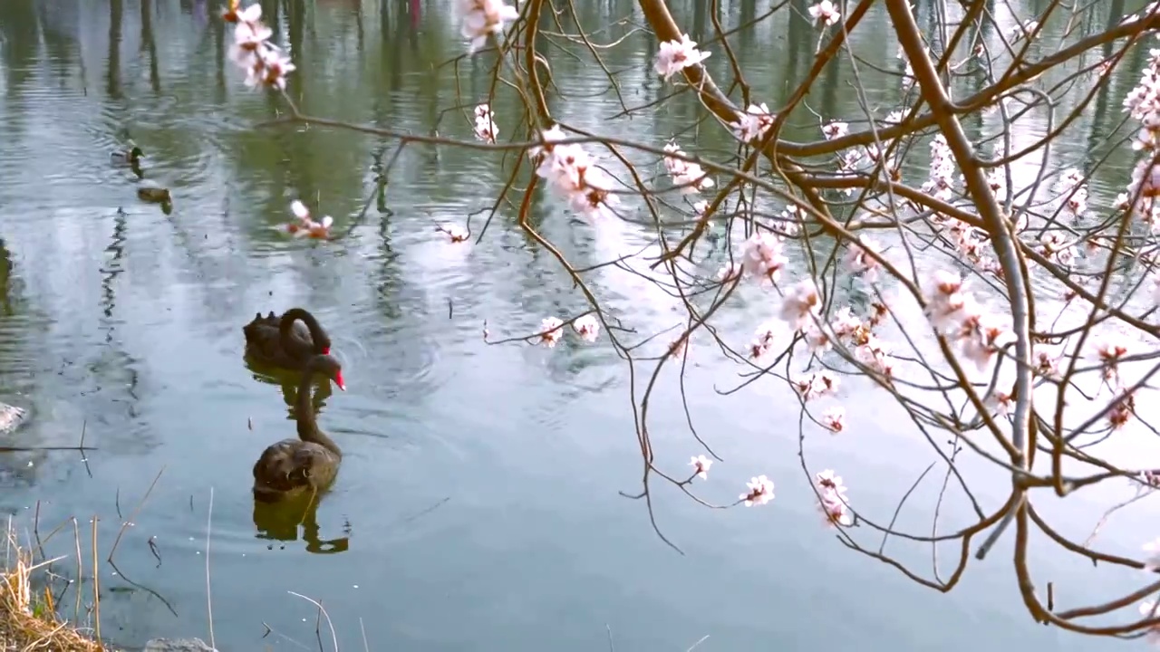 北京颐和园春天西堤桃花盛开视频素材