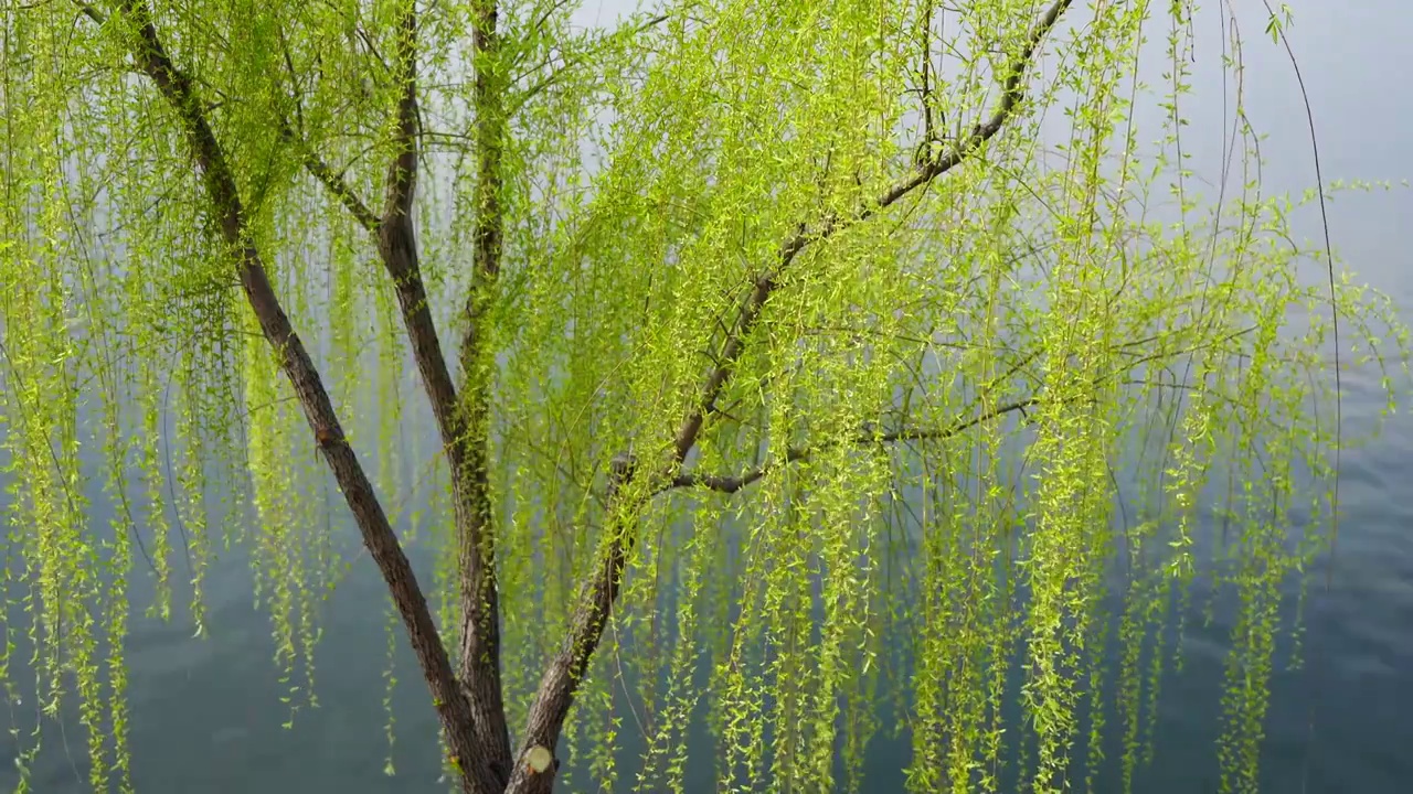 春天南京莫愁湖畔的柳树视频素材