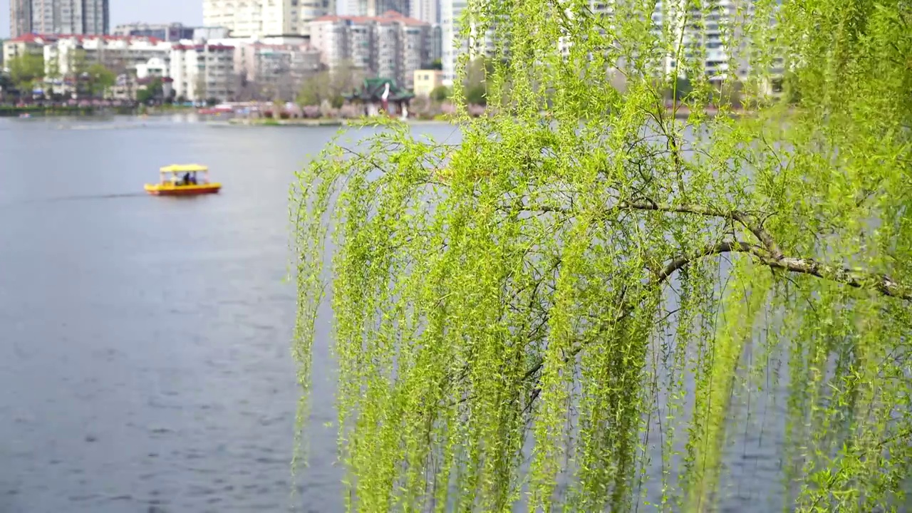 春天春暖花开，游客在南京莫愁湖公园乘船春游视频素材
