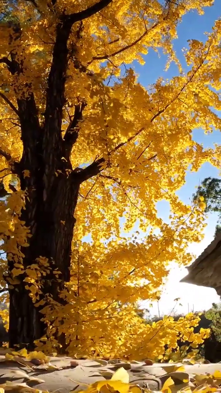 秋天金黄色叶子的银杏古树视频下载