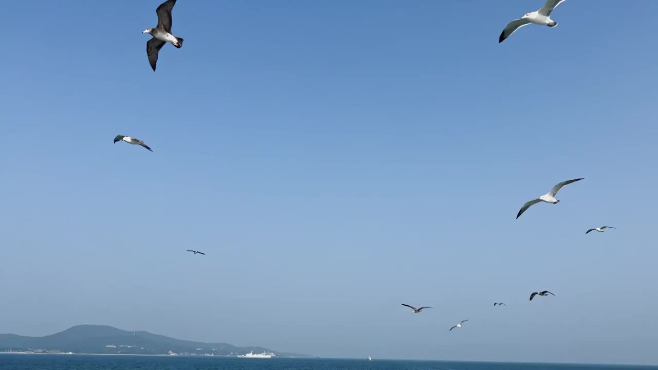 海上海鸥飞翔视频下载