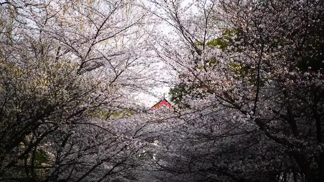 遮“樱”蔽日——南京林业大学樱花大道上的樱花，江苏南京视频素材
