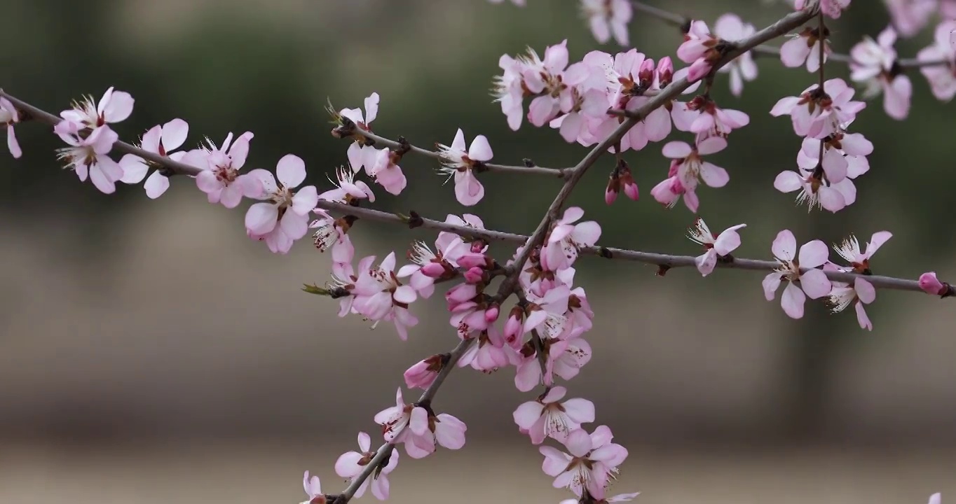 春天的桃花被春风吹的摇动视频下载