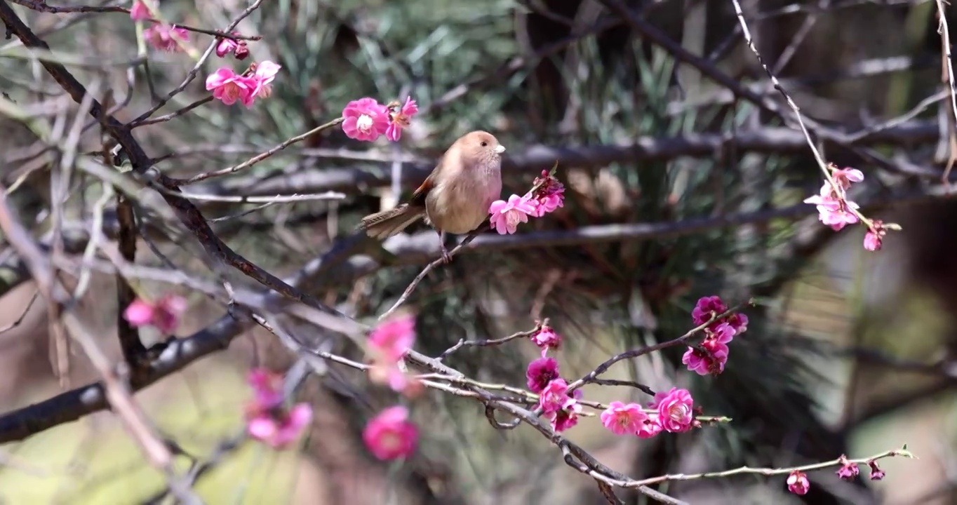 小鸟在梅花枝头跳跃视频下载