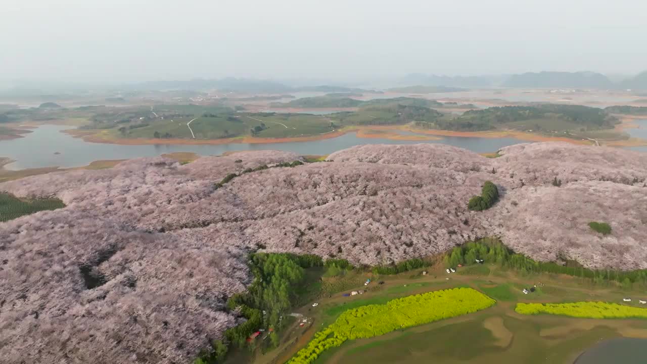 贵州平坝樱花在红枫湖精彩绽放视频下载