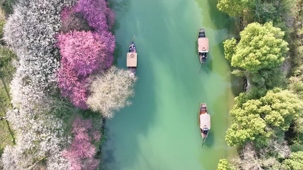 浙江杭州：航拍西溪国家湿地公园梅花盛开视频下载