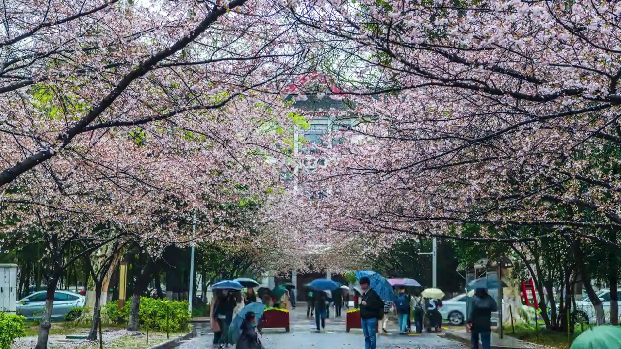 南京林业大学樱花大道——雨中赏樱，江苏南京视频素材