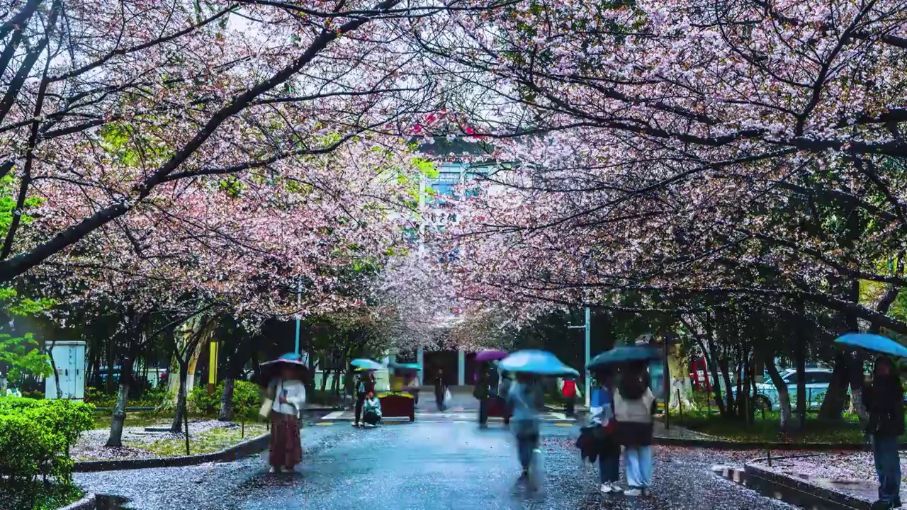 南京林业大学樱花大道——雨中赏樱，江苏南京视频素材