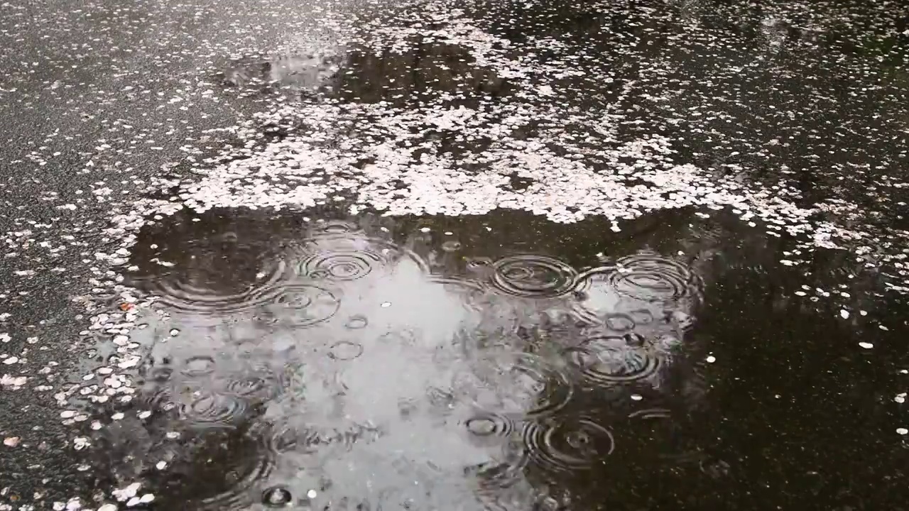 樱花瓣，雨滴，水坑，江苏南京视频下载
