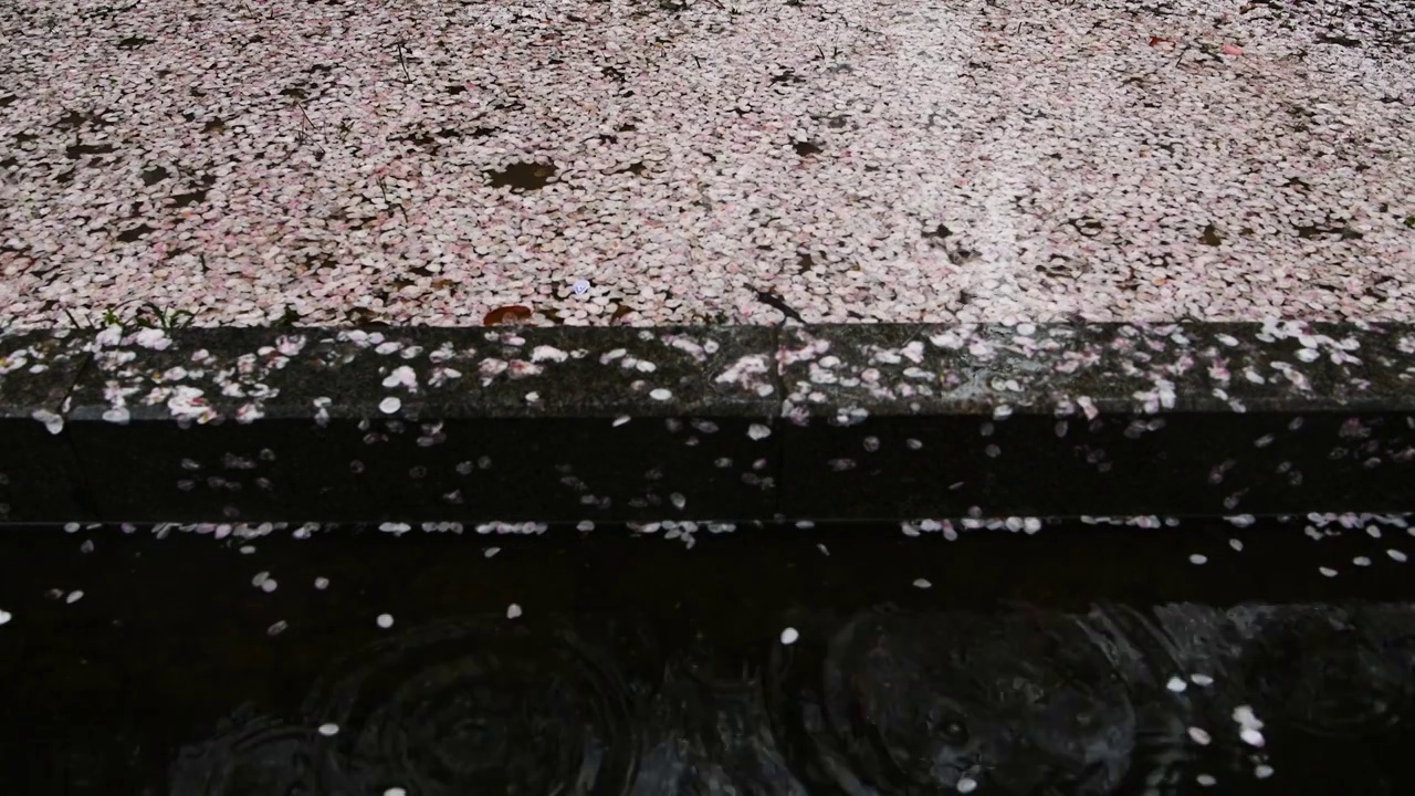 樱花瓣，雨滴，水坑，江苏南京视频素材
