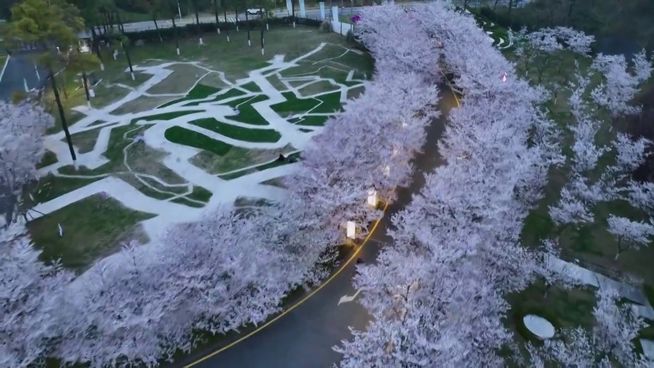 四方当代美术馆的樱花，江苏南京视频素材