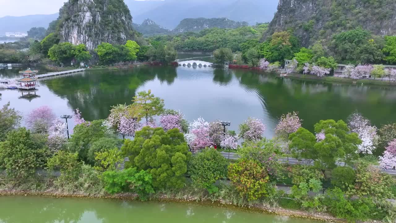 紫荆花开满路的肇庆星湖视频素材