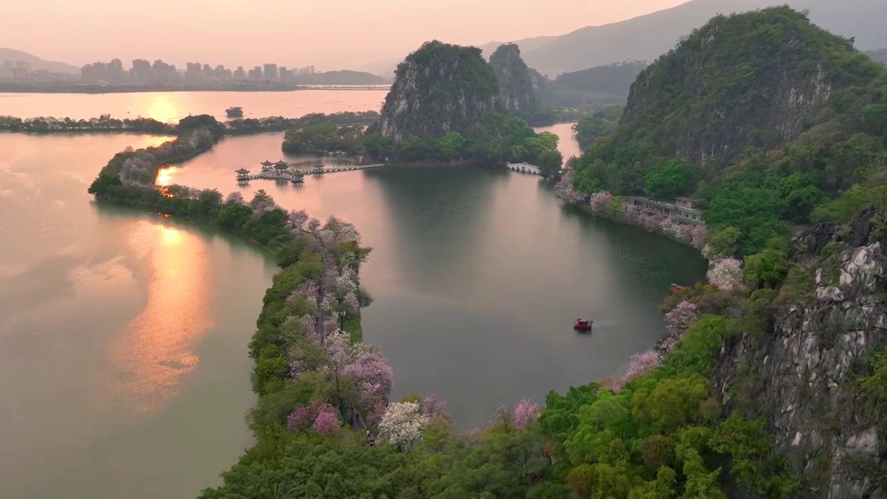 紫荆花开满路的肇庆星湖视频素材