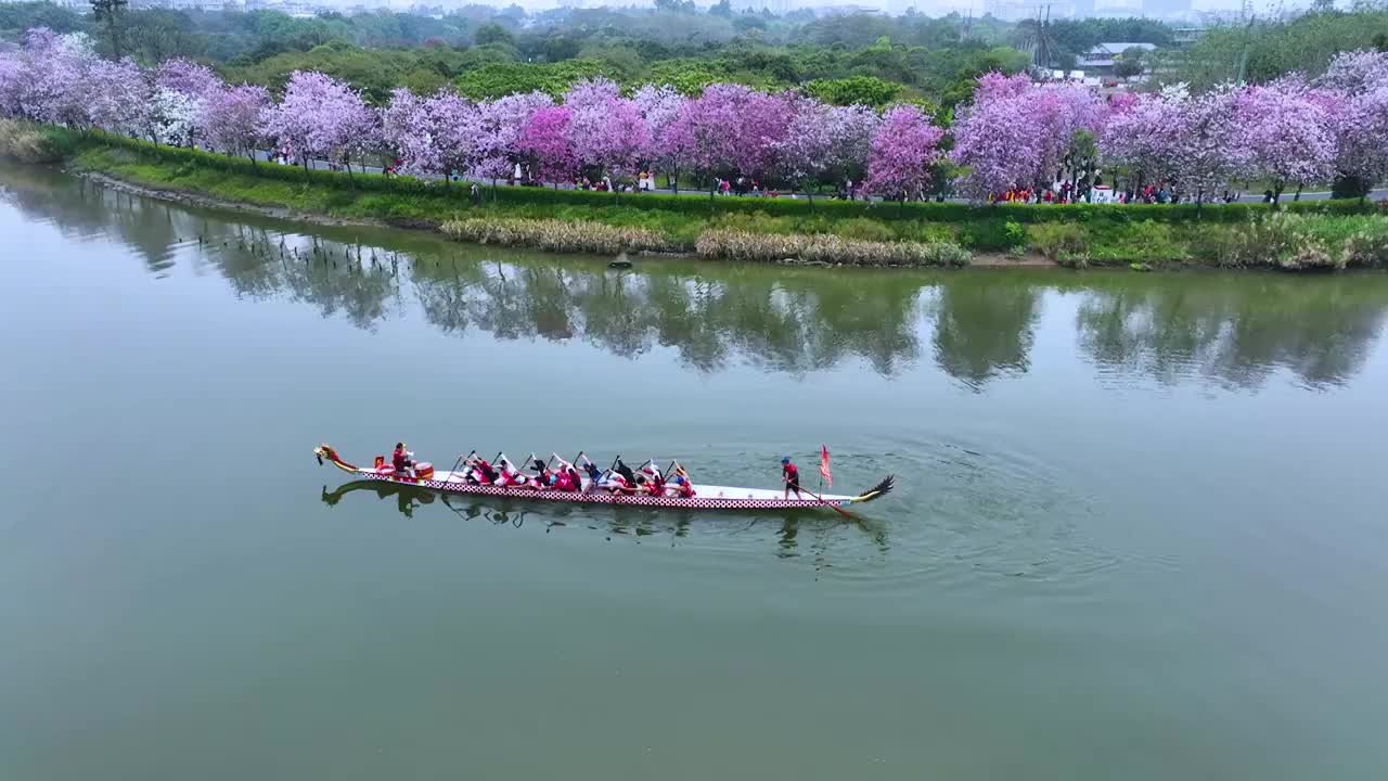 龙舟竞渡于紫荆花堤旁视频下载